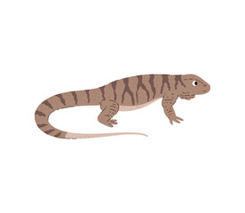 Obraz na płótnie Canvas Varan or Komodo dragon, desert lizard, cartoon vector on white
