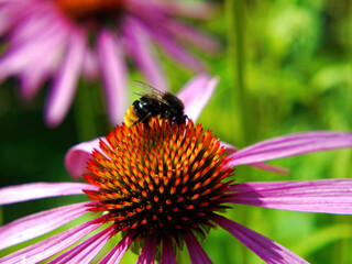 Bee collecting nectar on a beautiful flower