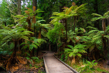 Beautiful vegetation in the Redwoods Forest Whakarewarewa, Rotorua. © Tomas