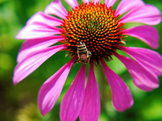 Bee collecting nectar on a beautiful flower