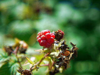 Raspberries on bushes in the garden