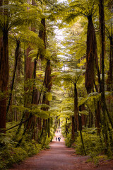 Beautiful vegetation in the Redwoods Forest Whakarewarewa, Rotorua.