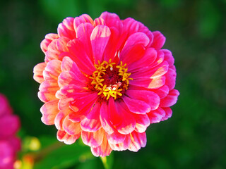 Obraz premium colorful flowers in the garden