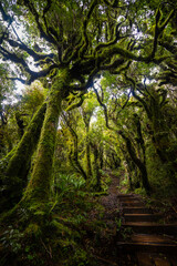 Magical rainforest in Egmont national park in the northern island of New Zealand - obrazy, fototapety, plakaty