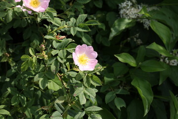 a blooming rose flower with pink petals. medicinal plant
