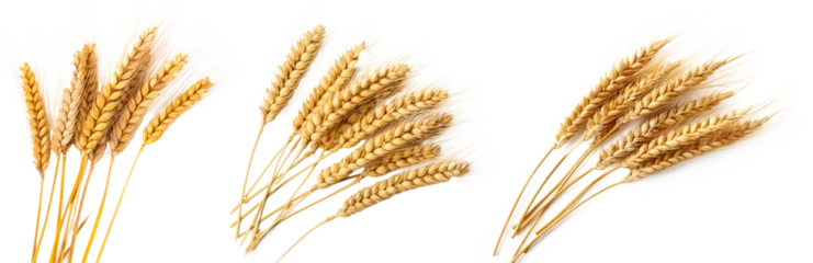 Fotobehang Wheat ears set isolated on transparent background © losmostachos
