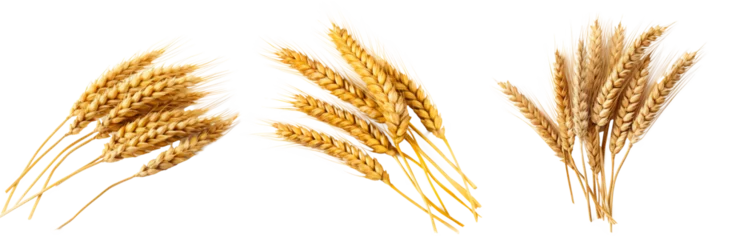 Fotobehang Wheat ears set isolated on transparent background © losmostachos