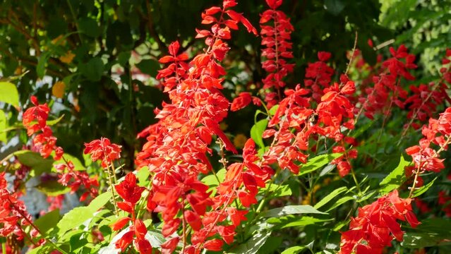 Rot bl&uuml;hender Feuersalbei (Salvia splendens)