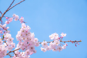 桜