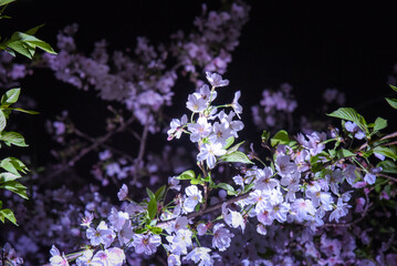 夜桜