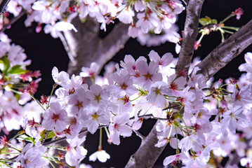 夜桜