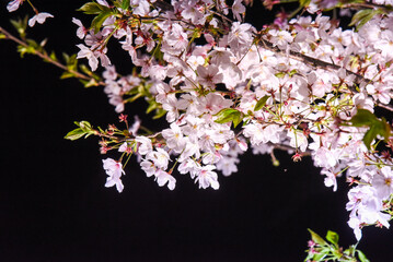 夜桜