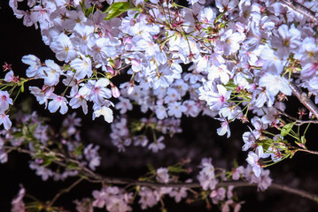 夜桜