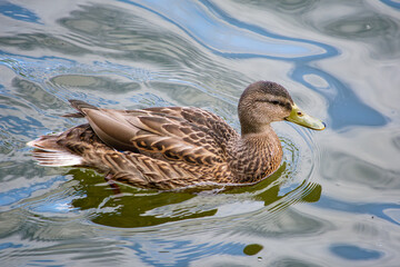 wild duck on the lake 