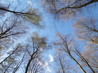 Trees in spring with blue sky