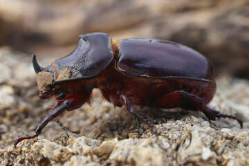 Closeup shot of a large male European rhinoceros beetle, Oryctes nasicornis sitting on wood in the garden