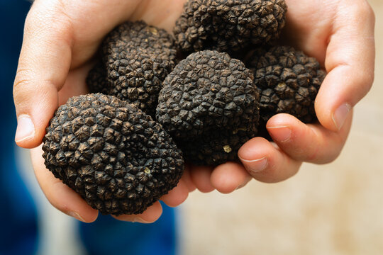 Culinary Curiosity: Black Truffles Captivate Young Palate