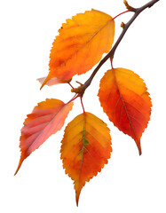 Fototapeta premium Autumn leaves isolated.