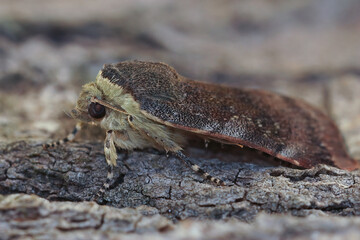 Closeup on a Lesser Broad-bordered Yellow Underwing, Noctua janthe sitting on wood