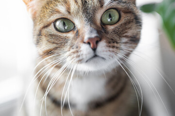 close up of a grey cat with green eyes looking into the frame