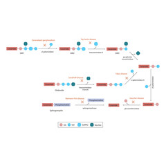 Diagram of Ganglioside, globoside and sphigomyeling breakdown pathways to ceramides and inherited membrane accumulation diseases - Tay Sachs, Gaucher's and more  Scientific vector illustration.