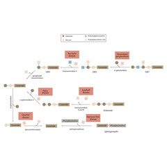 Diagram of Ganglioside, globoside and sphigomyeling breakdown pathways to ceramides and inherited membrane accumulation diseases - Tay Sachs, Gaucher's and more  Scientific vector illustration.