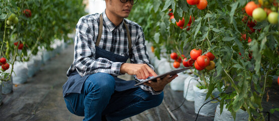 Fototapeta na wymiar farmer man watching organic tomatoes using digital tablet in greenhouse, Farmers working in smart farming..