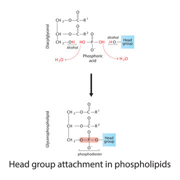 Diagram of Head group attachment in phospholipids - Diacylglycerol conversion to Glycerophospholipid, reaction of alcohol groups.  Scientific vector illustration.