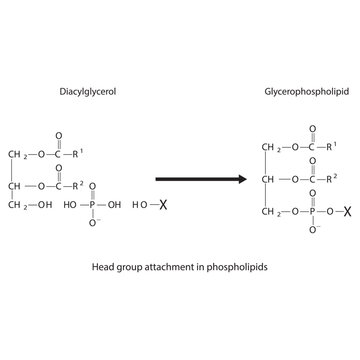 Diagram of Head group attachment in phospholipids - Diacylglycerol conversion to Glycerophospholipid, reaction of alcohol groups.  Scientific vector illustration.