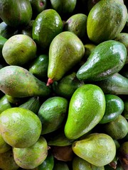 Avocado or Persea americana is botanically a large berry containing a single seed. Avocados are very nutritious and contain a wide variety of nutrients
