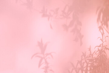 Leaf shadow and light on wall pink pastel background. Nature tropical leaves shadows tree branch...