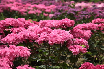 見渡す限りのアジサイ