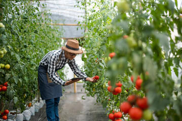 farmer man watching organic tomatoes using digital tablet in greenhouse, Farmers working in smart farming..