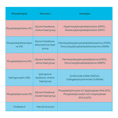 Table showing Phospholipids types, chemical structure and examples - including PC, PE, PS, PI, SM, cholesterol Blue and pink scientific vector illustration.
