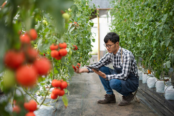 farmer man watching organic tomatoes using digital tablet in greenhouse, Farmers working in smart...