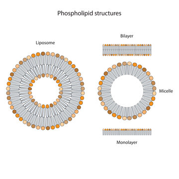 Diagram showing phospholipid structures - Liposome, micelle, monolayer and bilayer - non polar tails and polar heads. Yellow scientific vector illustration.