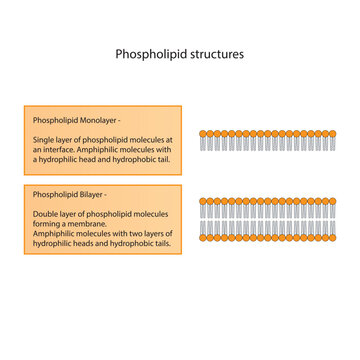 Diagram showing phospholipid structures - monolayer and bilayer - non polar tails and polar heads. Orange scientific vector illustration.