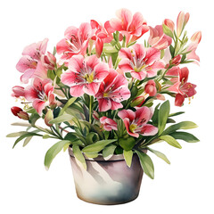 Alstroemeria, Flowers, Watercolor illustrations