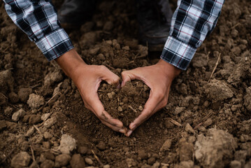 Hands of the gardeners are grabbing the soil to plant the trees..