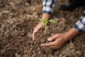 Man hands grabbing earth with a plant.The concept of farming and business growth...