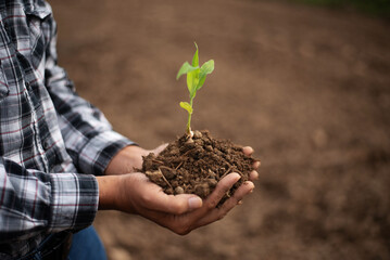 Man hands grabbing earth with a plant.The concept of farming and business growth...