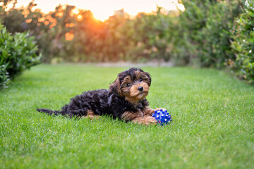Black and brown puppy cavapoo