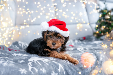 Black and brown puppy cavapoo and christmas