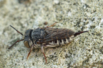 Dorsal view on a female of the small and colorful Thorn-tailed sharptail bee, Coelioxys acanthura with it's long sharp tail