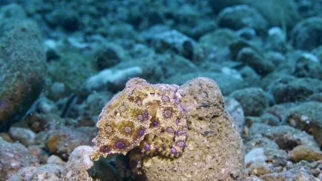4k blue ring octopus camouflaging on a rock