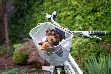 Black and brown puppy cavapoo and bicycle