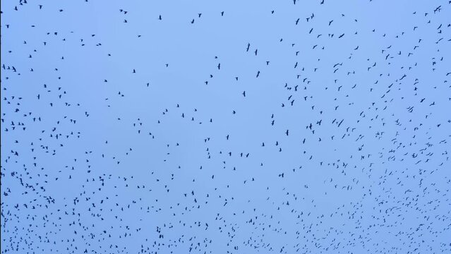 Crows fly against the gray sky. Lots of flying birds