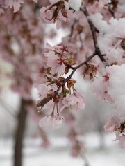 桜と雪