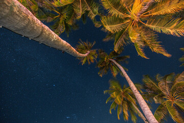 Night photo of beautiful palm trees and milky way in background, tropical warm night. Abstract nature pattern. Tranquil peaceful inspirational outdoors natural decoration. Astronomy romantic exotics