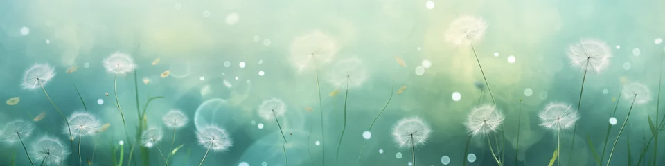  Dandelion background texture © Hoang